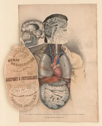 Dissected View Of The Human Organization To Facilitate The Study Of Anatomy Physiology Pl 2