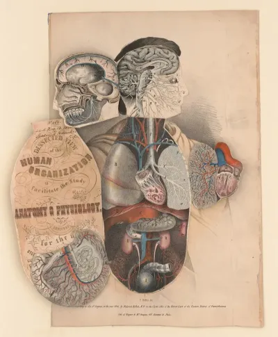 Dissected View Of The Human Organization To Facilitate The Study Of Anatomy Physiology Pl 3