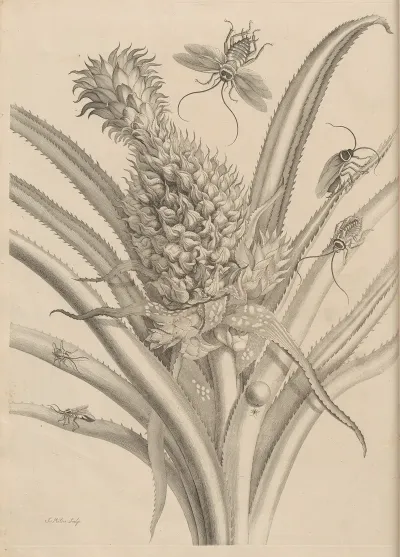 Dissertatio De Generatione Et Metamorphosibus Insectorum Surinamensium Pl 01