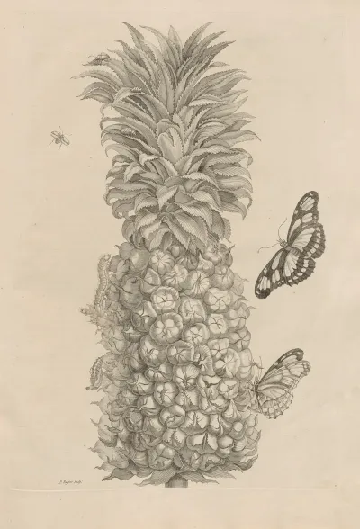 Dissertatio De Generatione Et Metamorphosibus Insectorum Surinamensium Pl 02