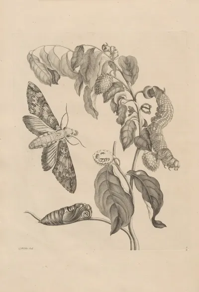 Dissertatio De Generatione Et Metamorphosibus Insectorum Surinamensium Pl 03
