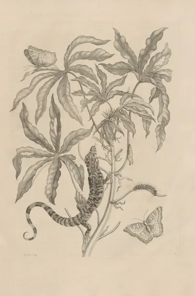 Dissertatio De Generatione Et Metamorphosibus Insectorum Surinamensium Pl 04