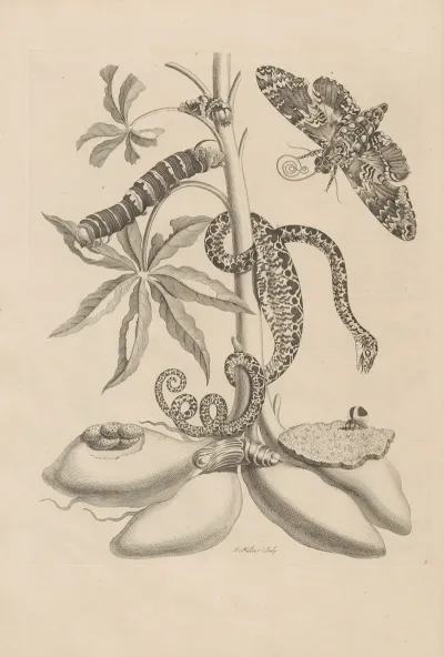 Dissertatio De Generatione Et Metamorphosibus Insectorum Surinamensium Pl 05