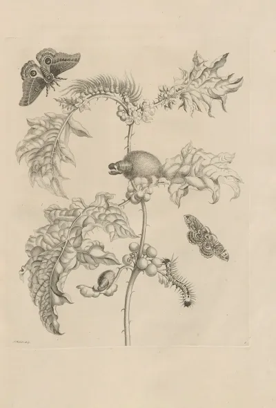 Dissertatio De Generatione Et Metamorphosibus Insectorum Surinamensium Pl 06