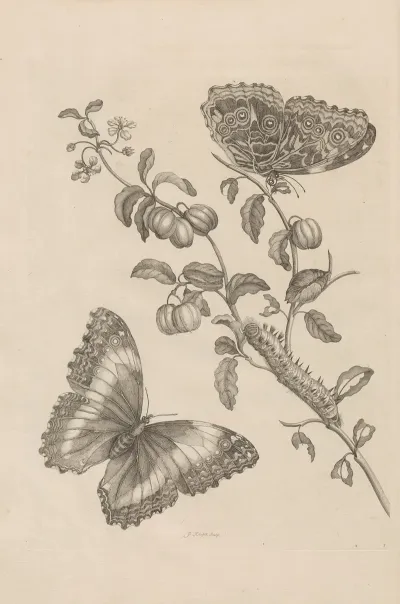 Dissertatio De Generatione Et Metamorphosibus Insectorum Surinamensium Pl 07