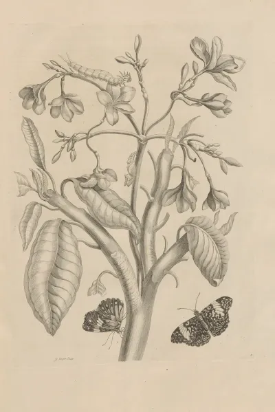 Dissertatio De Generatione Et Metamorphosibus Insectorum Surinamensium Pl 08
