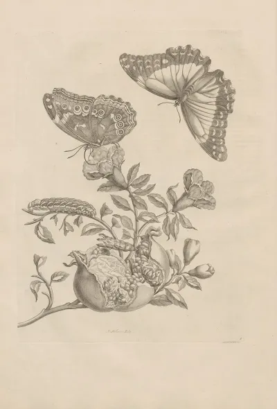 Dissertatio De Generatione Et Metamorphosibus Insectorum Surinamensium Pl 09