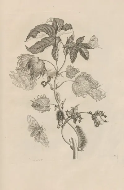 Dissertatio De Generatione Et Metamorphosibus Insectorum Surinamensium Pl 10