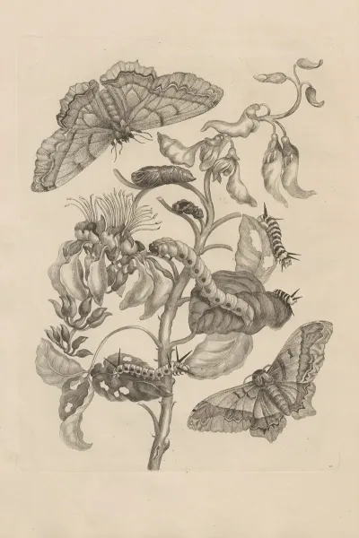 Dissertatio De Generatione Et Metamorphosibus Insectorum Surinamensium Pl 11
