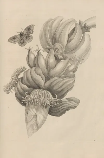 Dissertatio De Generatione Et Metamorphosibus Insectorum Surinamensium Pl 12