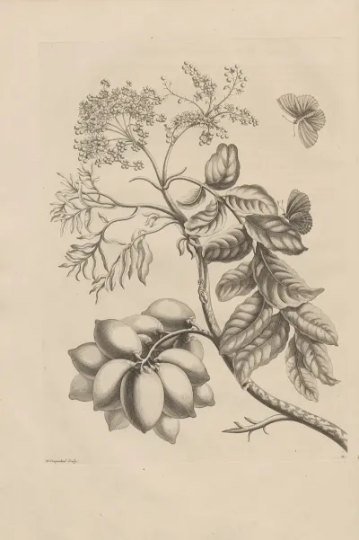 Dissertatio De Generatione Et Metamorphosibus Insectorum Surinamensium Pl 13
