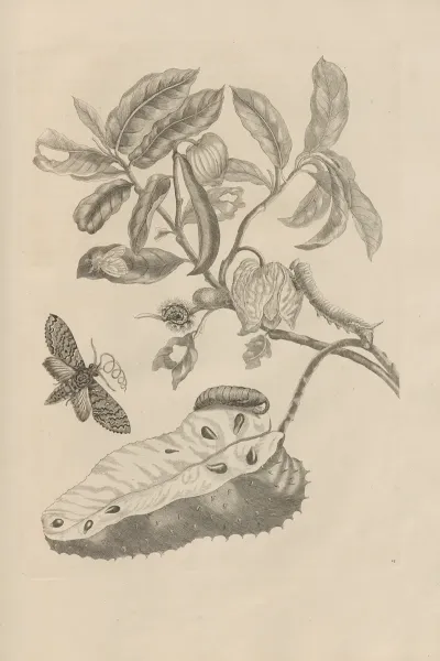 Dissertatio De Generatione Et Metamorphosibus Insectorum Surinamensium Pl 14