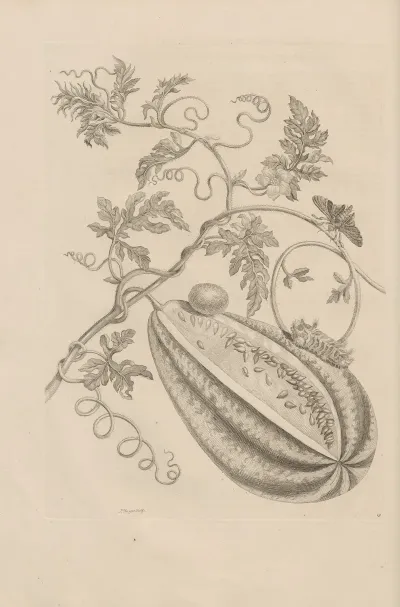 Dissertatio De Generatione Et Metamorphosibus Insectorum Surinamensium Pl 15
