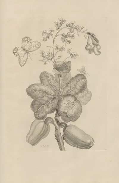 Dissertatio De Generatione Et Metamorphosibus Insectorum Surinamensium Pl 16