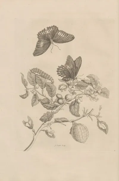 Dissertatio De Generatione Et Metamorphosibus Insectorum Surinamensium Pl 17