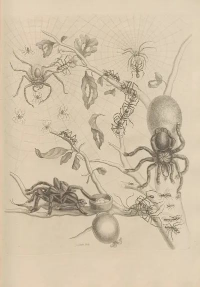 Dissertatio De Generatione Et Metamorphosibus Insectorum Surinamensium Pl 18