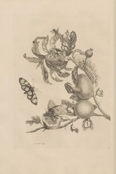 Dissertatio De Generatione Et Metamorphosibus Insectorum Surinamensium Pl 19