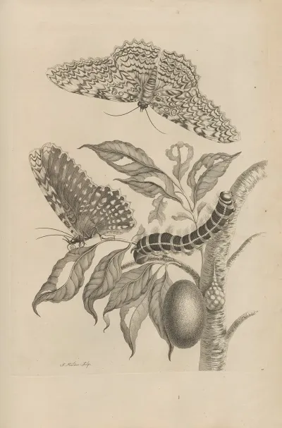 Dissertatio De Generatione Et Metamorphosibus Insectorum Surinamensium Pl 20