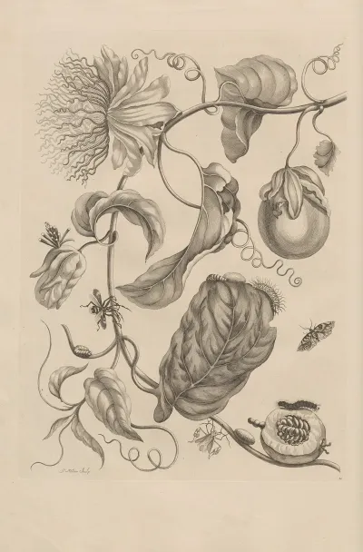 Dissertatio De Generatione Et Metamorphosibus Insectorum Surinamensium Pl 21