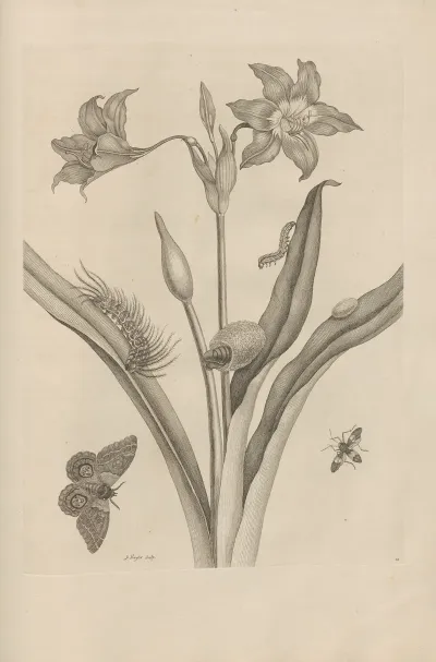 Dissertatio De Generatione Et Metamorphosibus Insectorum Surinamensium Pl 22