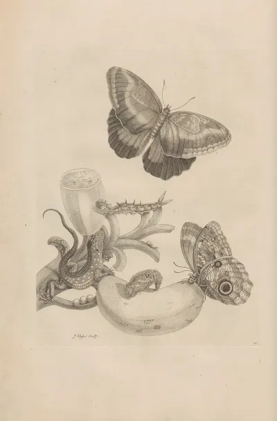 Dissertatio De Generatione Et Metamorphosibus Insectorum Surinamensium Pl 23