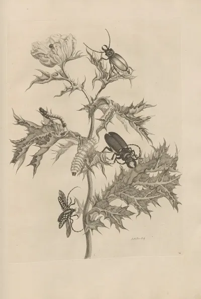 Dissertatio De Generatione Et Metamorphosibus Insectorum Surinamensium Pl 24