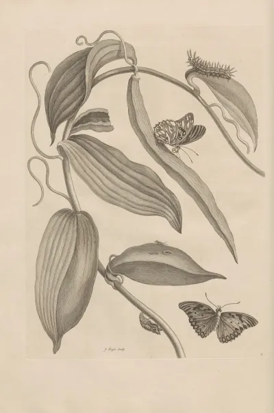 Dissertatio De Generatione Et Metamorphosibus Insectorum Surinamensium Pl 25