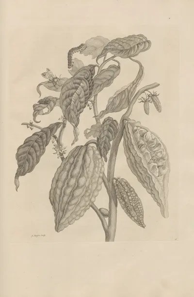 Dissertatio De Generatione Et Metamorphosibus Insectorum Surinamensium Pl 26