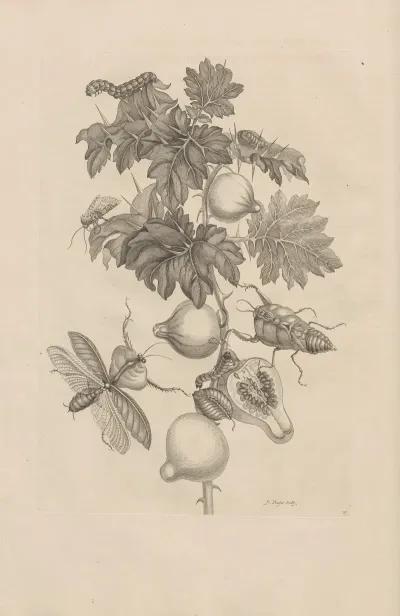 Dissertatio De Generatione Et Metamorphosibus Insectorum Surinamensium Pl 27