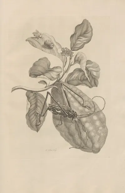 Dissertatio De Generatione Et Metamorphosibus Insectorum Surinamensium Pl 28