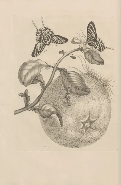 Dissertatio De Generatione Et Metamorphosibus Insectorum Surinamensium Pl 29