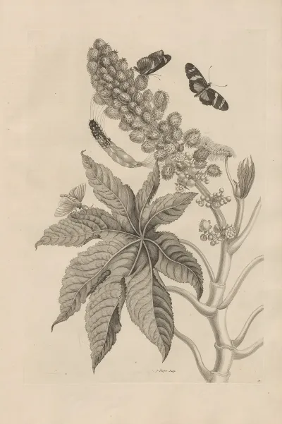 Dissertatio De Generatione Et Metamorphosibus Insectorum Surinamensium Pl 30