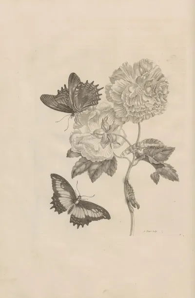 Dissertatio De Generatione Et Metamorphosibus Insectorum Surinamensium Pl 31