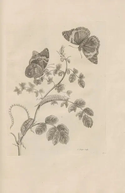 Dissertatio De Generatione Et Metamorphosibus Insectorum Surinamensium Pl 32