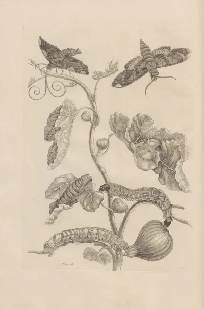 Dissertatio De Generatione Et Metamorphosibus Insectorum Surinamensium Pl 33