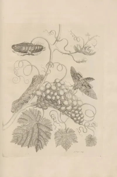Dissertatio De Generatione Et Metamorphosibus Insectorum Surinamensium Pl 34