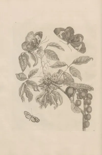 Dissertatio De Generatione Et Metamorphosibus Insectorum Surinamensium Pl 35