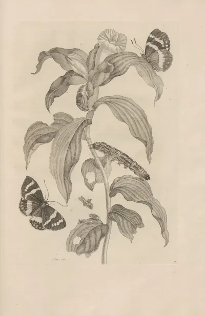 Dissertatio De Generatione Et Metamorphosibus Insectorum Surinamensium Pl 36