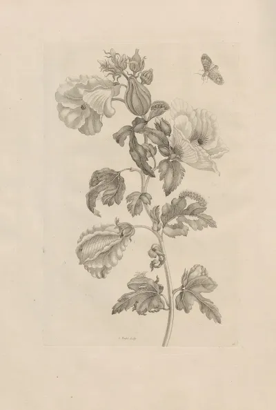 Dissertatio De Generatione Et Metamorphosibus Insectorum Surinamensium Pl 37