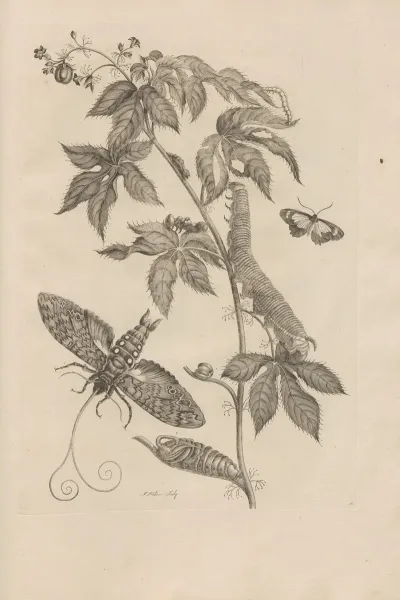 Dissertatio De Generatione Et Metamorphosibus Insectorum Surinamensium Pl 38