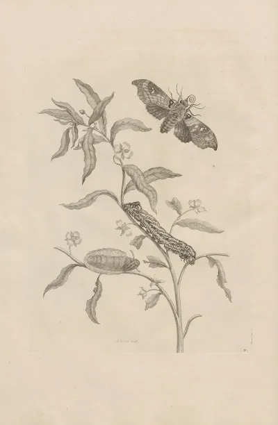 Dissertatio De Generatione Et Metamorphosibus Insectorum Surinamensium Pl 39