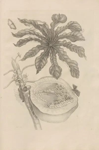 Dissertatio De Generatione Et Metamorphosibus Insectorum Surinamensium Pl 40