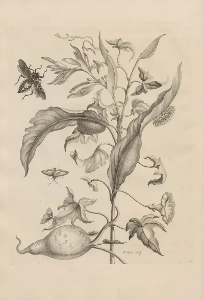 Dissertatio De Generatione Et Metamorphosibus Insectorum Surinamensium Pl 41
