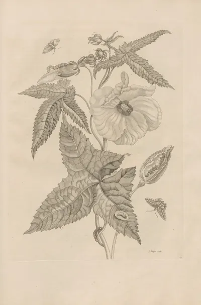 Dissertatio De Generatione Et Metamorphosibus Insectorum Surinamensium Pl 42