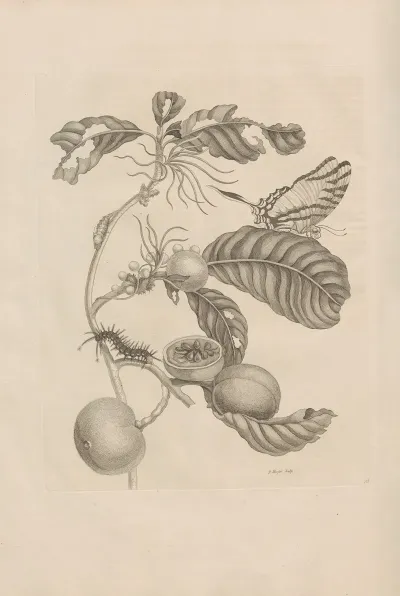 Dissertatio De Generatione Et Metamorphosibus Insectorum Surinamensium Pl 43