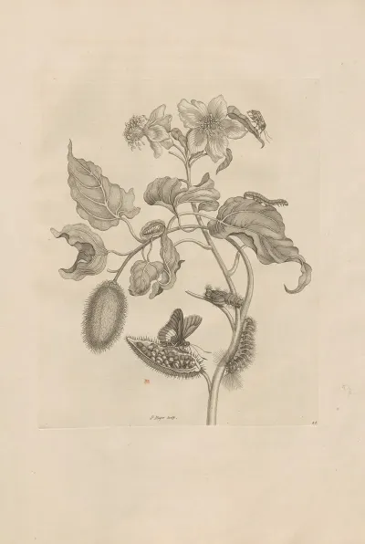 Dissertatio De Generatione Et Metamorphosibus Insectorum Surinamensium Pl 44