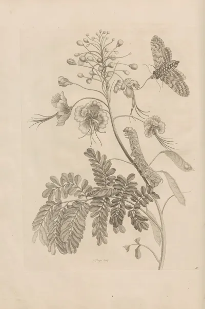 Dissertatio De Generatione Et Metamorphosibus Insectorum Surinamensium Pl 45