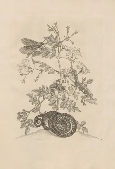 Dissertatio De Generatione Et Metamorphosibus Insectorum Surinamensium Pl 46