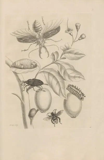 Dissertatio De Generatione Et Metamorphosibus Insectorum Surinamensium Pl 48