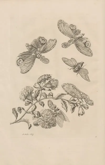 Dissertatio De Generatione Et Metamorphosibus Insectorum Surinamensium Pl 49